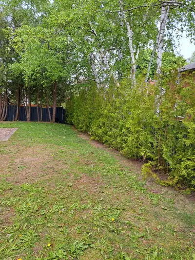 Cedar Hedging, View more