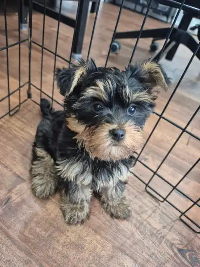 Yorkie Purebred Puppies（Male）, View more