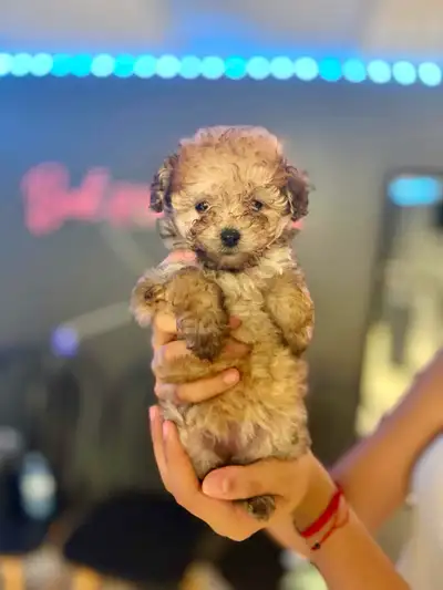 Adorable Female Tiny ✨ Toy ✨ Shihpoo Puppies, View more