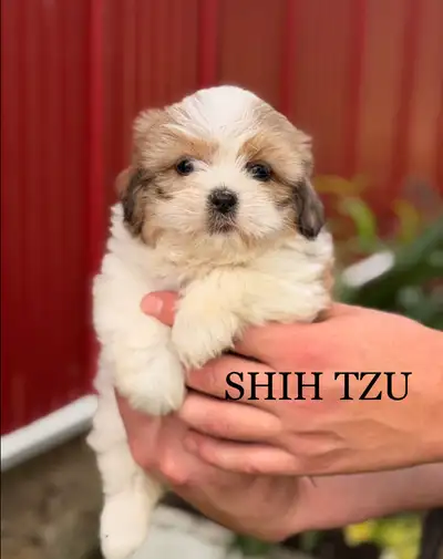 Shih Tzu puppies, View more