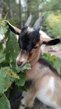  GOATS AVAILABLE FOR ANY EVENT