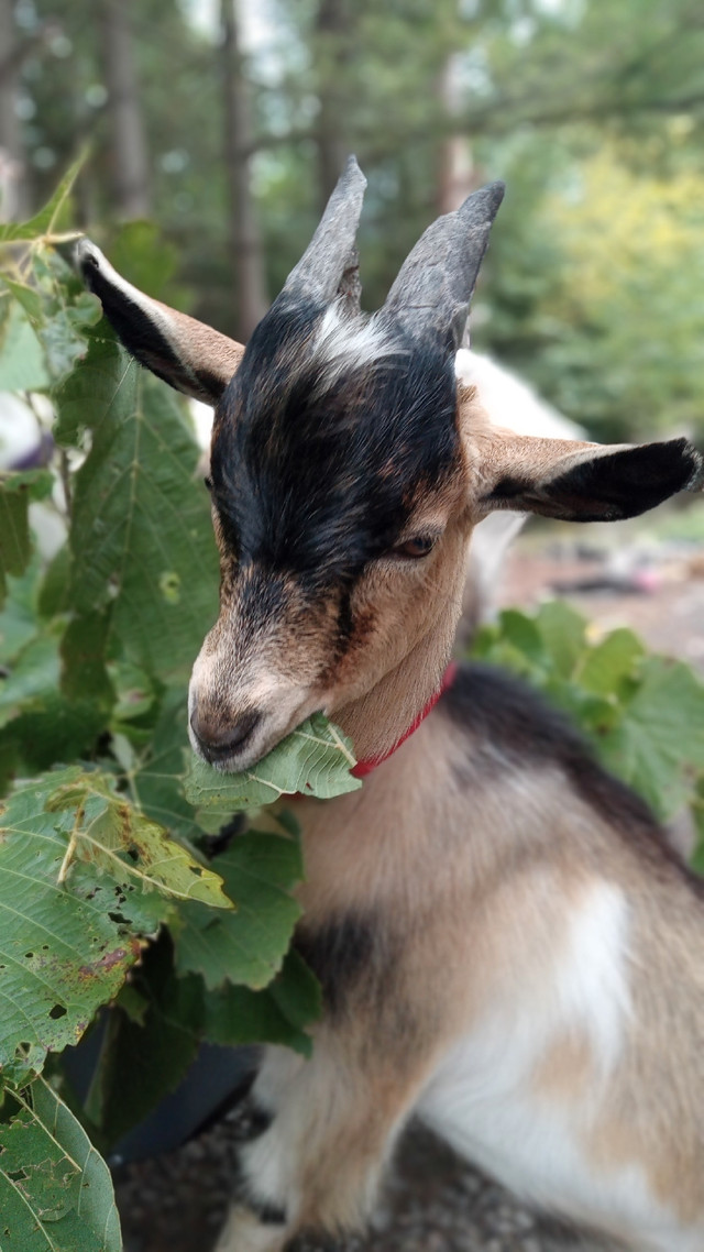  GOATS AVAILABLE FOR ANY EVENT in Animal & Pet Services in Hamilton