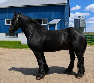 Beginner Safe 10 Year Old Percheron Gelding, View more
