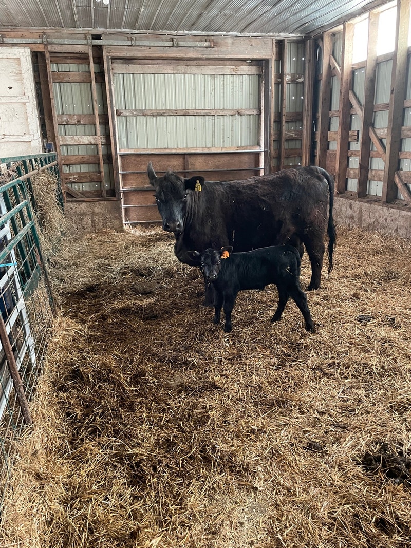 2yr old registered Lowline angus heiferette Livestock Owen Sound