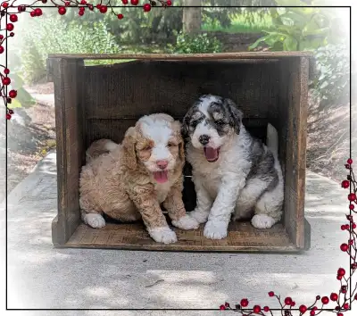 Bernedoodle F1b mini Tri coloured puppies for sale! , View more