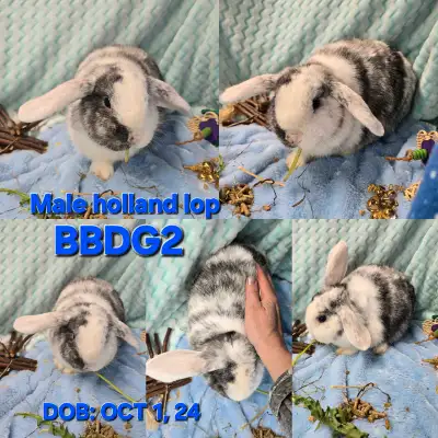 Pure holland lop bunny rabbits ready for their fur-ever home. Check out my website for more photos a...