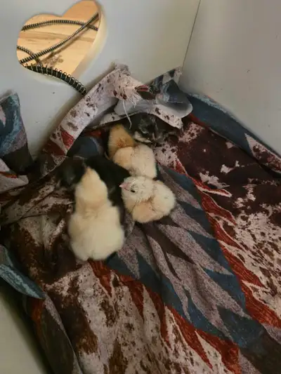 day old chicks, View more
