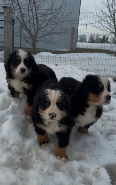 Bernese Mountain Dog Puppies. Ready to Go!, View more