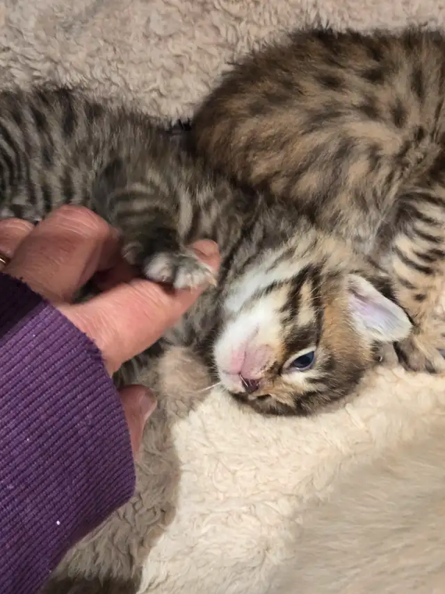 chaton  highland lynx et bengal in Cats & Kittens for Rehoming in Longueuil / South Shore - Image 4
