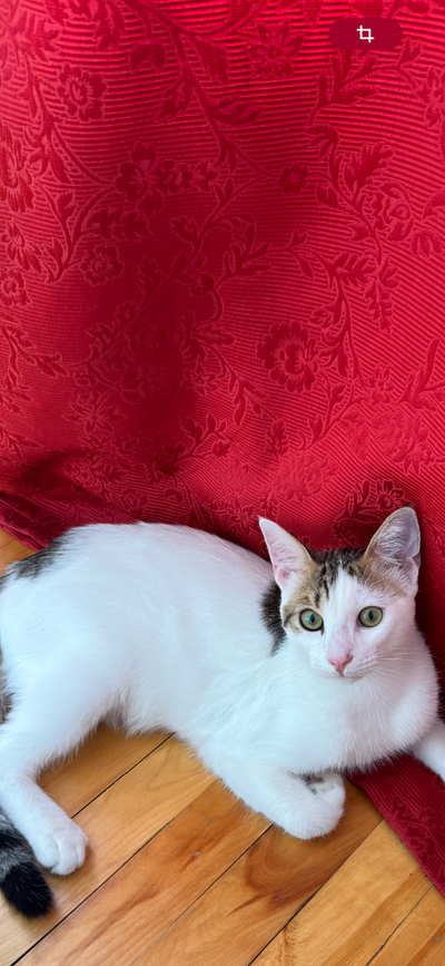 Chat mâle de 7 mois à adopter, View more
