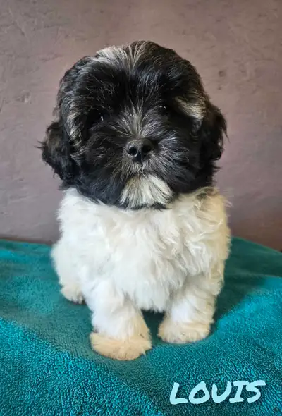 BEAUTIFUL SHIHPOO PUPPIES, View more