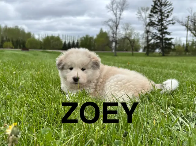 Great Pyrenees/Alaskan Malamute Puppies in Dogs & Puppies for Rehoming in Portage la Prairie - Image 10