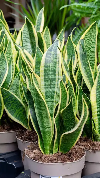 Snake plants cutting with roots , View more