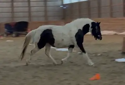 Ponies for sale, View more