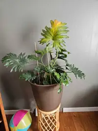 Plant need gone 