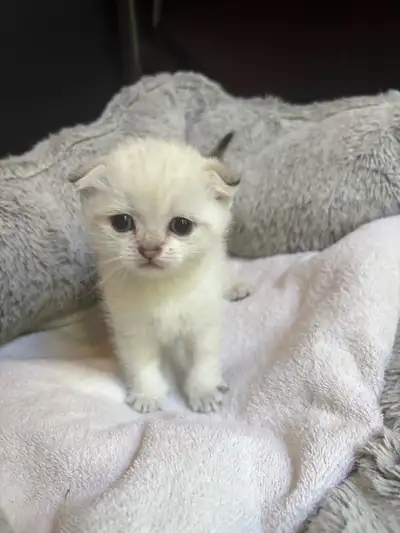 Adorable Colour Point Scottish Fold Kittens , View more