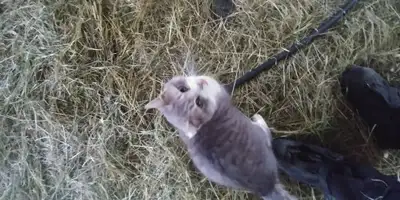 Chat male opéré non dégriffé
