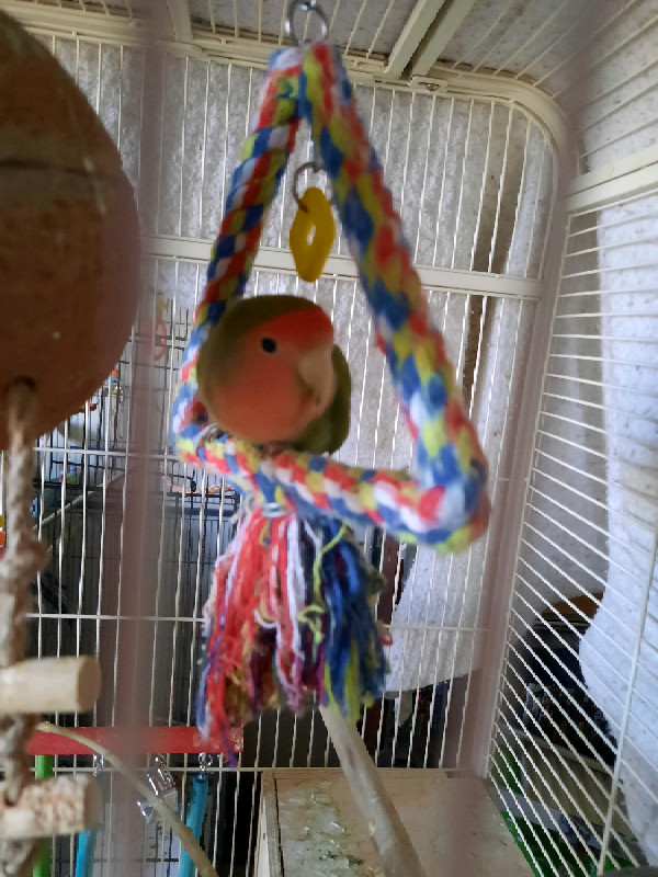 Male and female bonded pair peach faced love birds  in Birds for Rehoming in City of Halifax