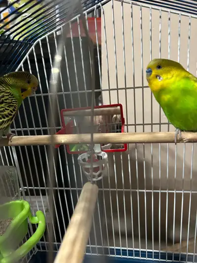 budgies Male & Female , View more