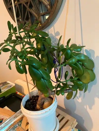 Large healthy Jade Plant- succulent plant very low maintenance required, looking for a new loving ho...