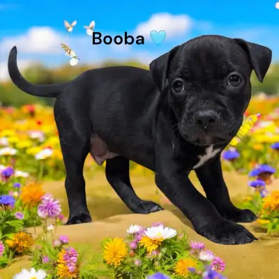Mix rescue, View more