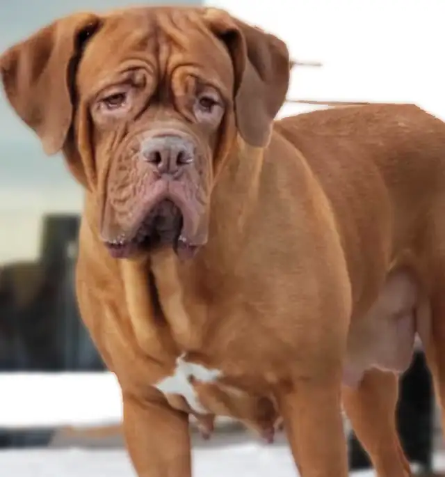 Dogue de Bordeaux in Dogs & Puppies for Rehoming in City of Montréal - Image 2