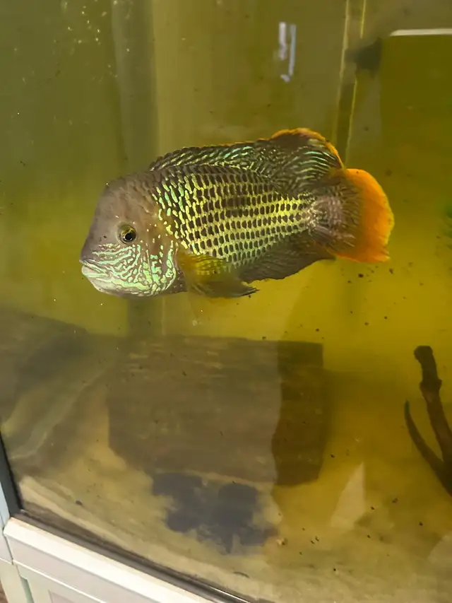 Unsexed Green Terror in Fish for Rehoming in Delta/Surrey/Langley - Image 2