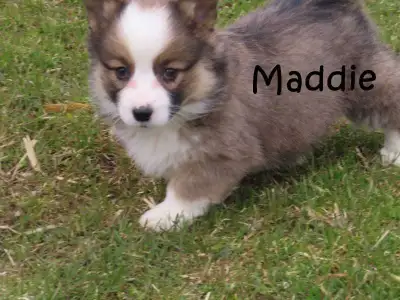 Welsh Corgi puppies. Fluffy. , View more