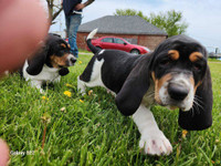 Bassett hounds puppies 