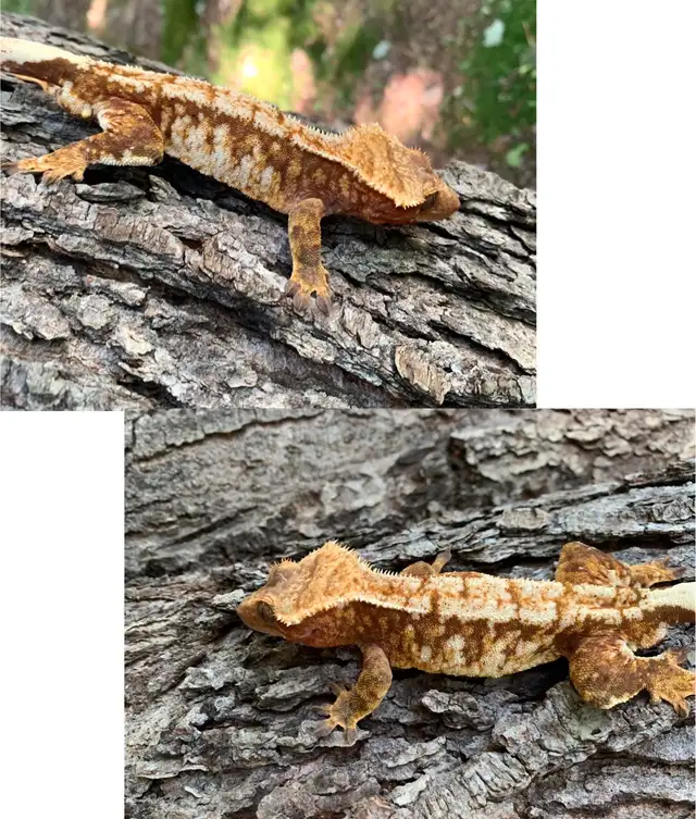Crested Geckos ($75-$250) in Reptiles & Amphibians for Rehoming in Moncton - Image 3
