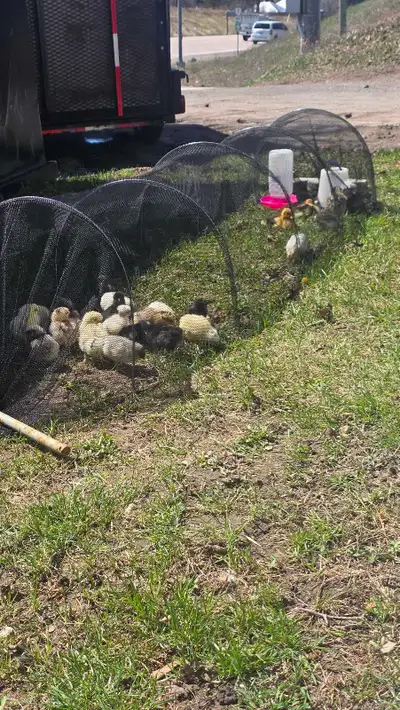 3 day old baby chicks, View more