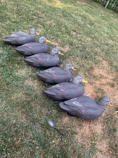 Black Duck Decoys, View more