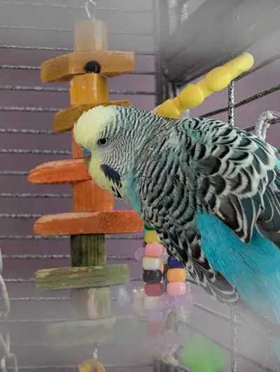 English mix budgies, group of five, View more