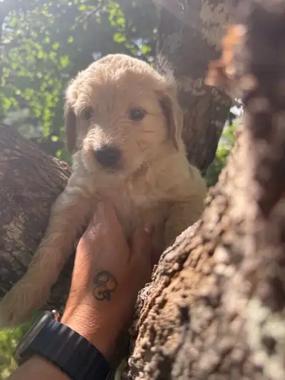 Golden Doodle one male one female, View more