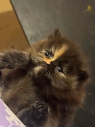 Get the kitten at a young age and raise them from the scratch! Very quiet and calm just like their p...