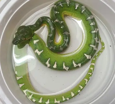 Young Emerald Tree Boa, View more