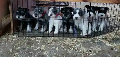 mini schaunzer puppies, View more