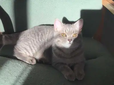 Scottish Fold/Straight Kittens for Adoption, View more