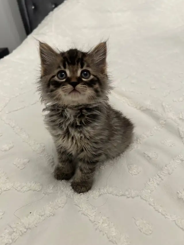   ♡ Siberian Kitten  ♡ health card* + sample food ❤️ in Cats & Kittens for Rehoming in City of Toronto - Image 4
