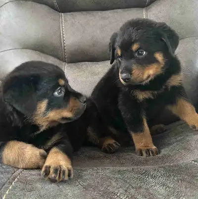 ROTTWEILER PUPPIES, View more