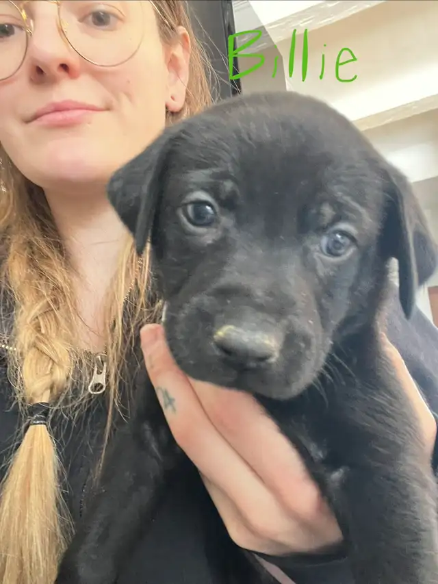 Vizsla / Black German Shepherd Puppies in Dogs & Puppies for Rehoming in Cornwall - Image 7