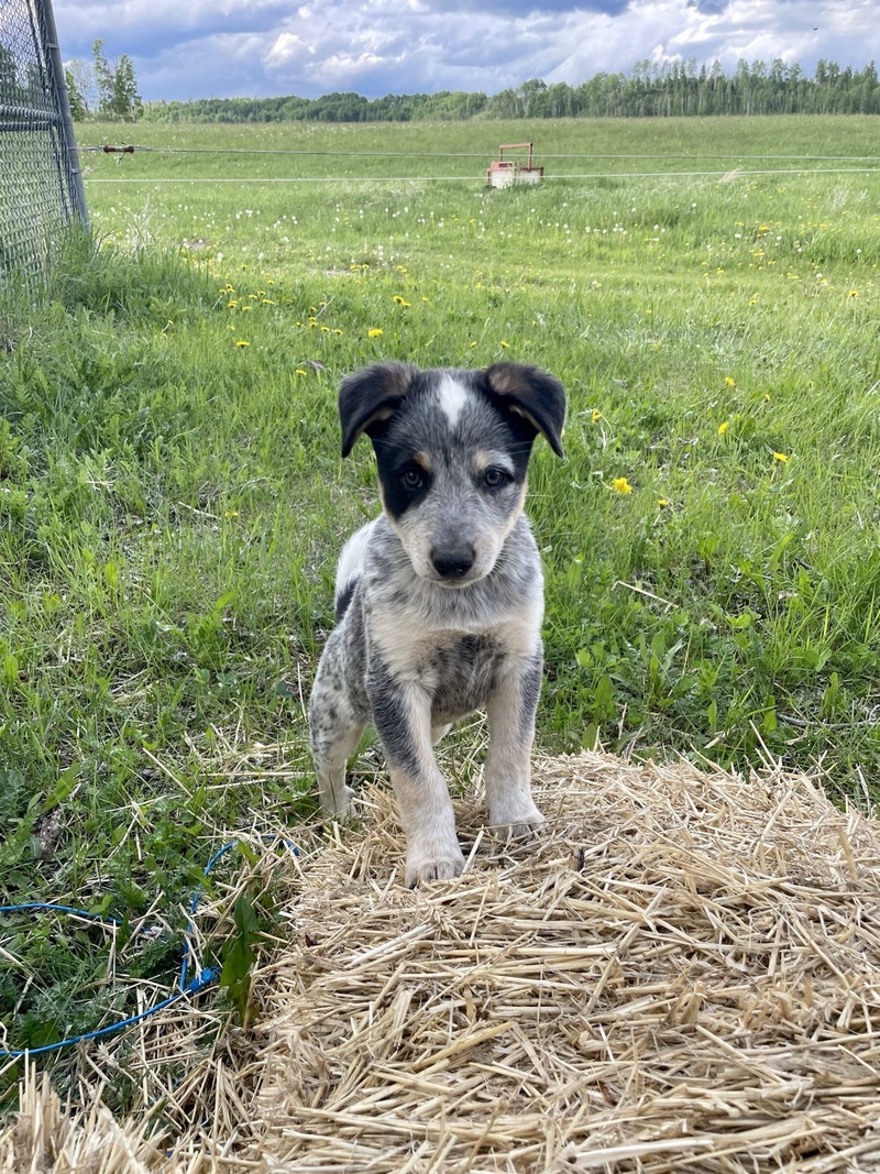 Heeler x puppies Dogs & Puppies for Rehoming Red Deer Kijiji