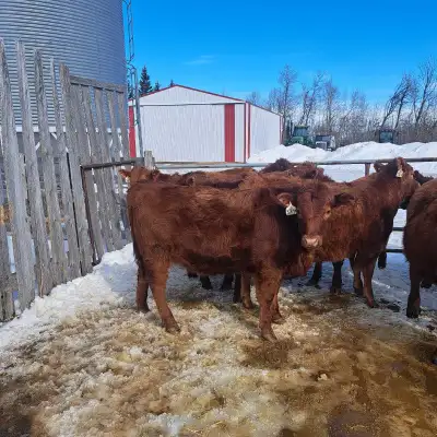 Open heifers , View more