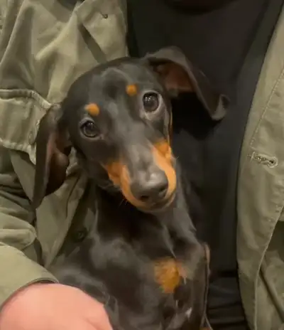 Mini Dachshund puppy available. Pick male or female, only one available. Ready to go in around 4 wee...