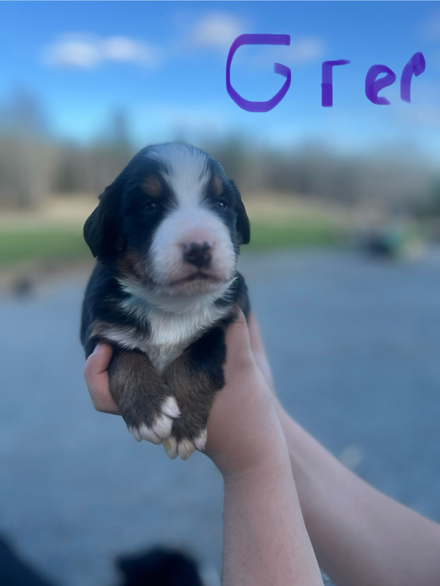 Purebred Bernese Mountain puppies in Dogs & Puppies for Rehoming in North Bay - Image 3