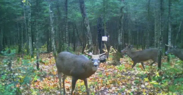 Chasse chevreuil 2025 in Other in Rimouski / Bas-St-Laurent - Image 2