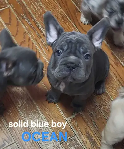 Top Qty French Bulldog puppies Solid Blue/Lilac/Platinum, View more