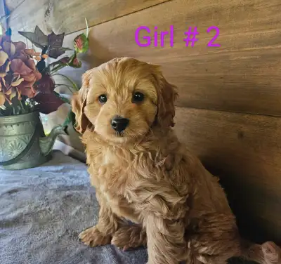 cockapoo puppies, View more