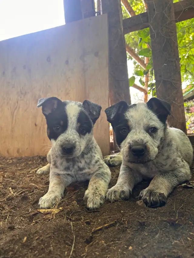 chiot bouvier australien in Dogs & Puppies for Rehoming in West Island - Image 9