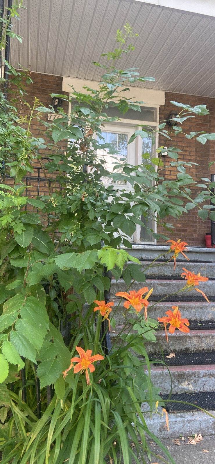 7768 Rue St-Hubert — photo 1
